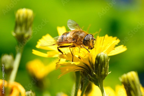 Obraz Schwebfliege auf einer Wiesenblume