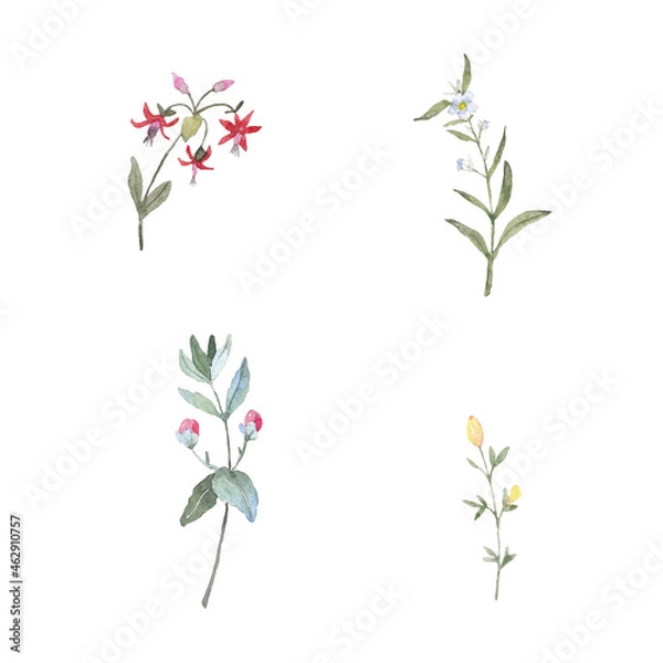 Fototapeta Paint set of watercolor flowers and leave on  background. Paint watercolor texture. Botanical art. Use for design invitations, birthdays, weddings
