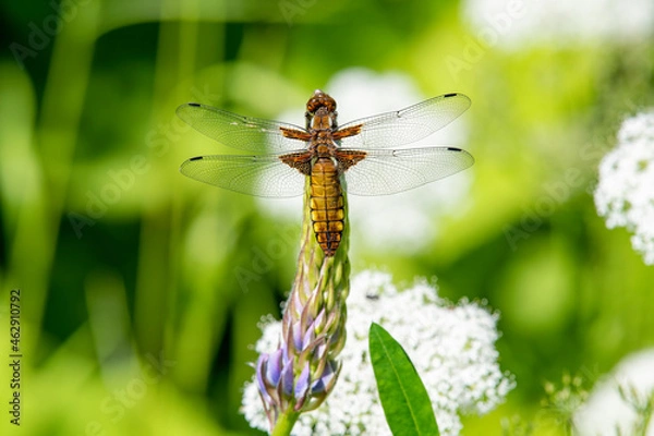 Obraz Plattbauch Libelle
