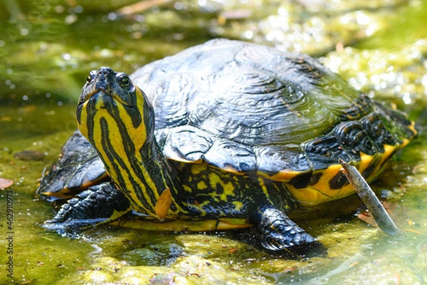Obraz  Gelbwangen-Schmuckschildkröte (Trachemys scripta scripta)