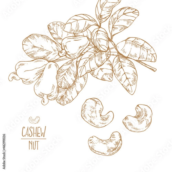 Obraz Hand drawn vector ripe cashew nuts illustration