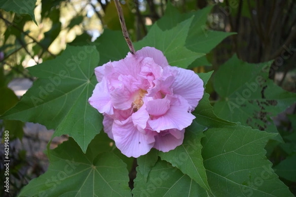Obraz pink rose bush
