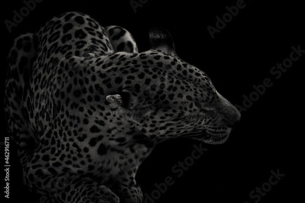 Fototapeta Leopard (Panthera pardus) isolated on black background