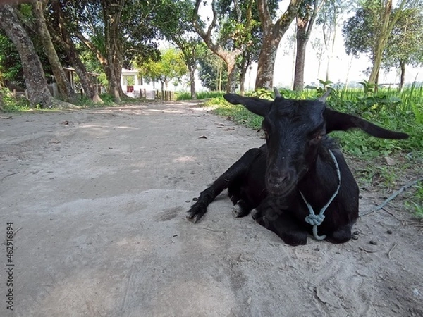 Obraz A black  goat on a natural background