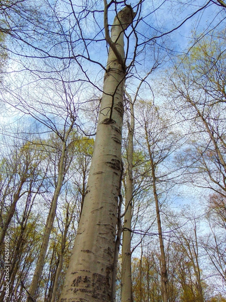 Obraz tree in the forest