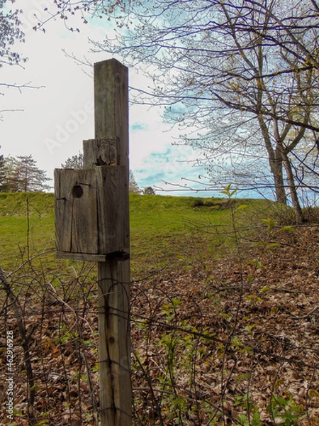 Fototapeta bird house in the forest