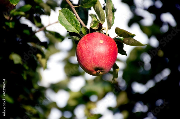 Obraz red apples on a tree