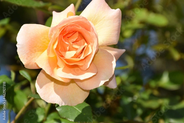 Fototapeta orange rose