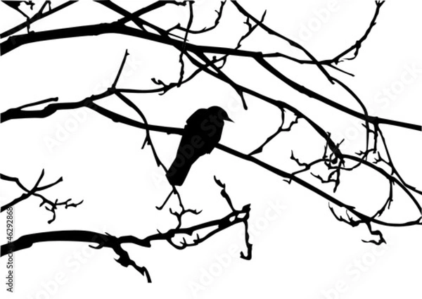 Obraz rabe auf einem ast