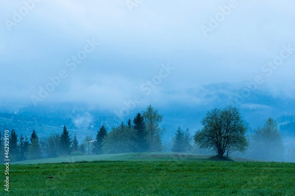 Fototapeta A misty tree in the Tatra Mountains