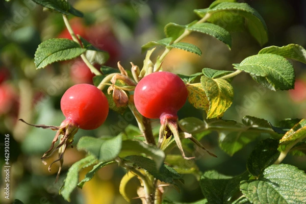 Obraz rose hip