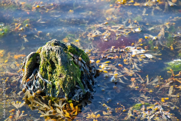 Obraz seaweed on rock