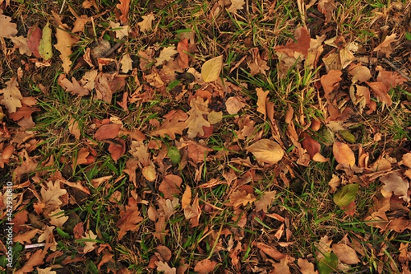 Obraz autumn leaves background