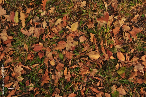 Obraz autumn leaves background