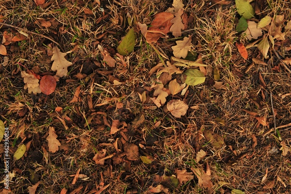 Obraz autumn leaves background