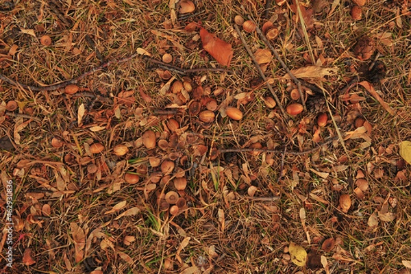 Obraz autumn leaves background