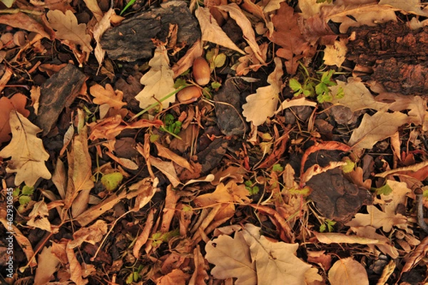 Obraz autumn leaves background