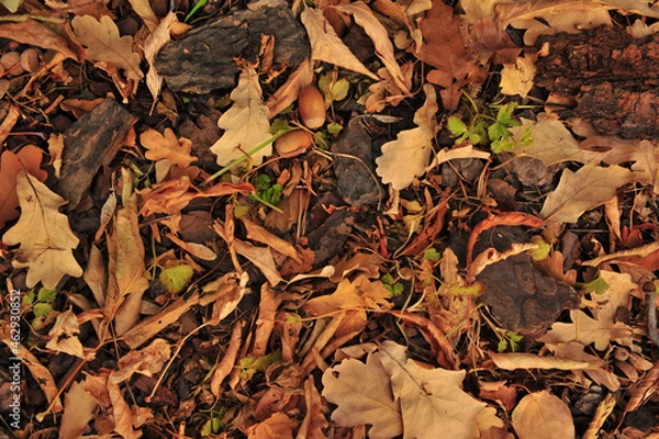 Obraz autumn leaves background