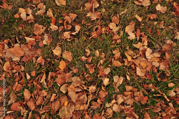 Obraz autumn leaves background