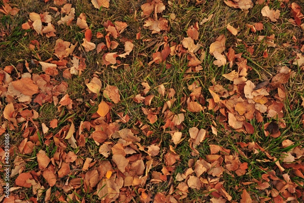 Obraz autumn leaves background