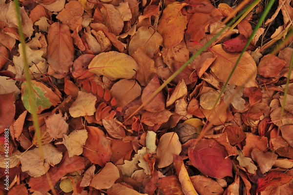Obraz autumn leaves background