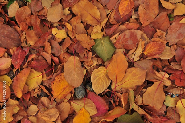 Obraz autumn leaves background