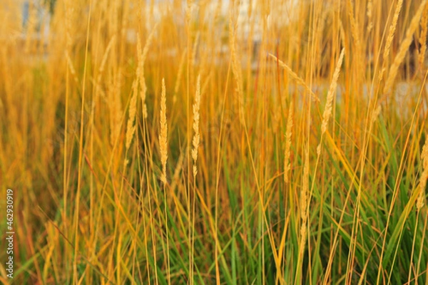 Obraz golden wheat field