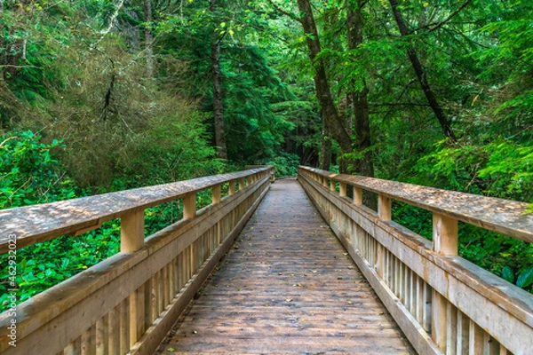 Fototapeta Rockaway Big Tree Boardwalk, Oregon Coast Highway 101