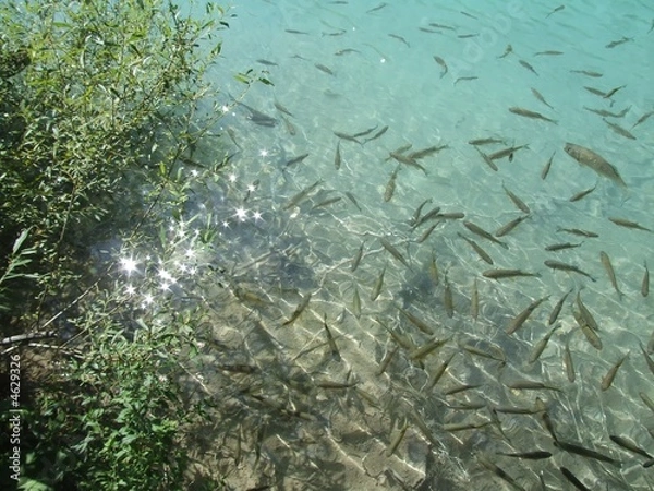 Obraz Fish in clear water