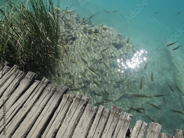 Obraz Fish in clear water