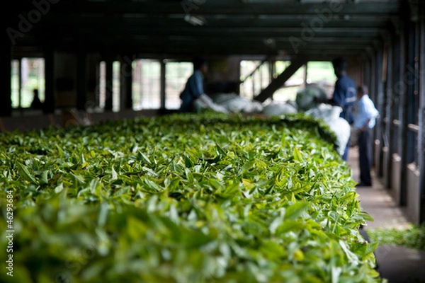 Obraz Tea Factory