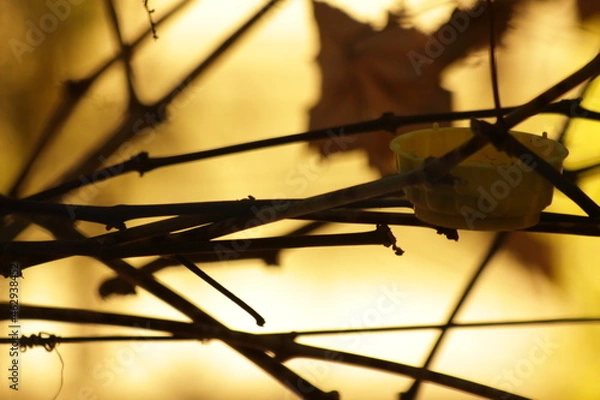 Obraz autumn leaves on a window