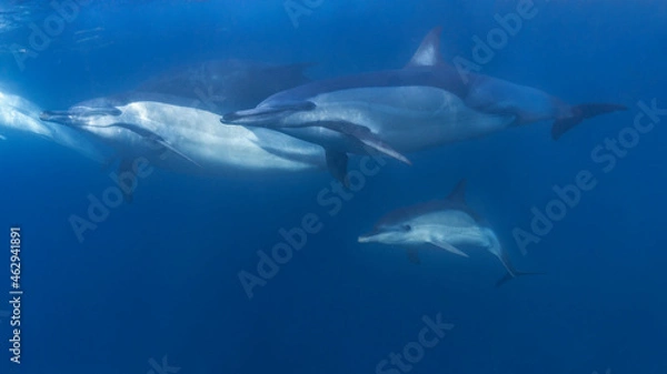 Fototapeta Long-beaked common dolphin (Delphinus capensis) pod hunting Southern African pilchard (Sardinops sagax) during South Africa's sardine run.