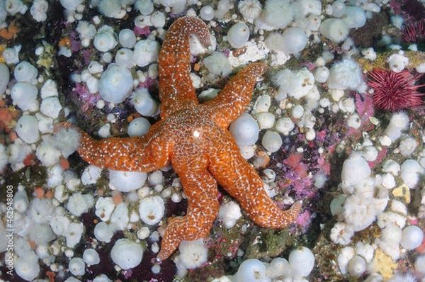Obraz Mottled sea star