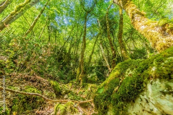Fototapeta Pictures of a hike through dense green forest along a dried riverbed in Skarline Nature Park in Istria