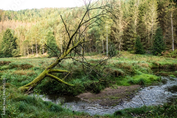 Fototapeta hiking in an amazing czech forest nature