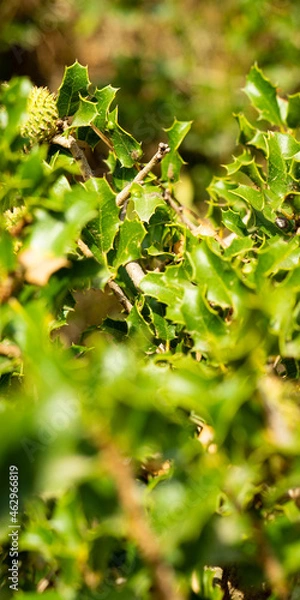Fototapeta vertical panoramic of a Quercus ilex, the evergreen oak, holly oak or holm oak