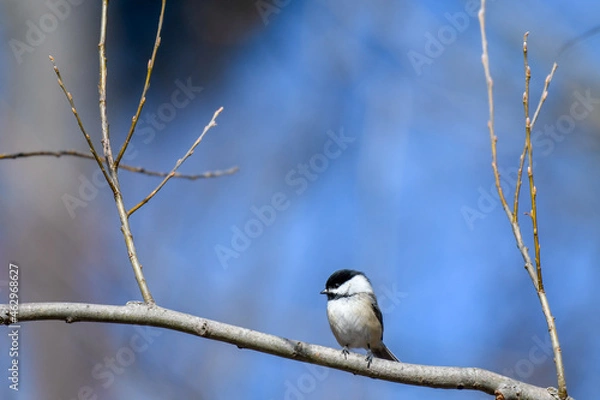 Obraz Ttny chickadee in spring