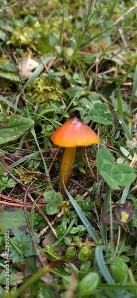 Fototapeta fly mushroom