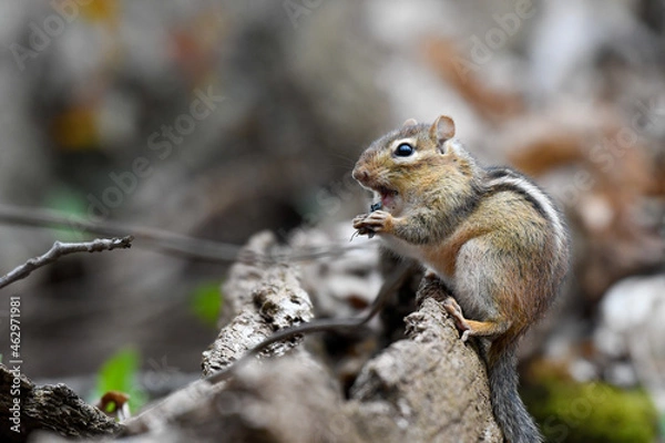 Obraz Eastern chipmunk munching on a snack