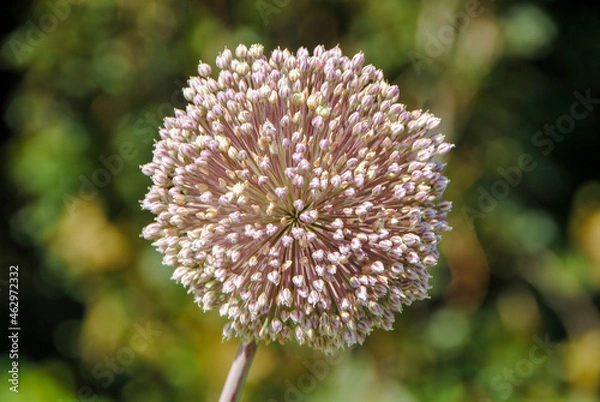 Obraz Pink vibrant flowerhead up close