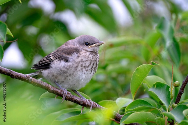 Fototapeta bird on a branch