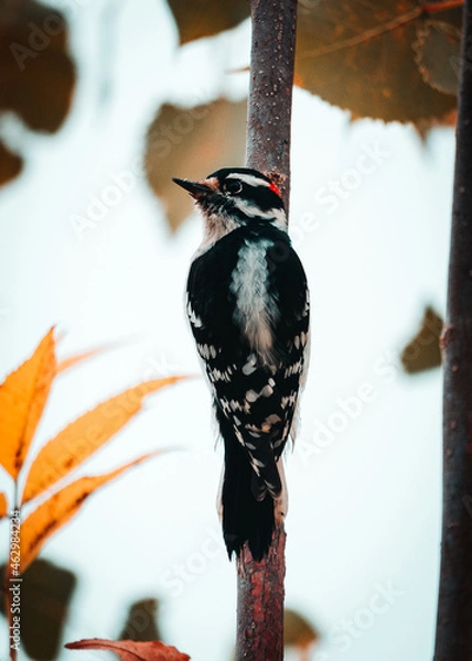 Obraz spotted woodpecker