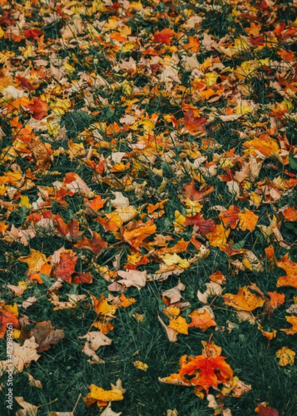 Obraz autumn leaves background
