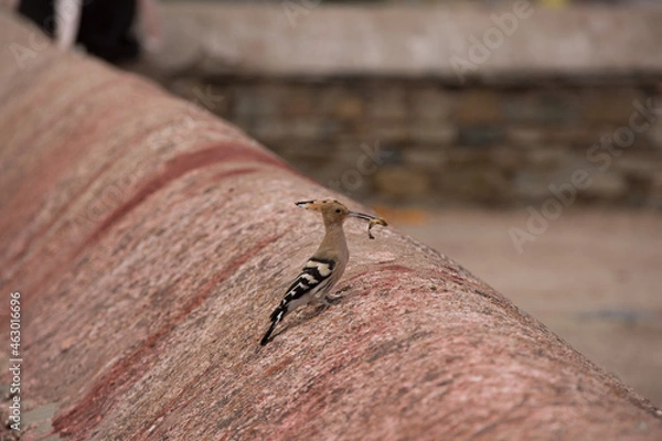 Obraz 美しい風景の中の動物たち