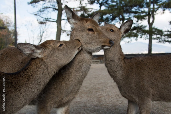 Obraz 美しい風景の中の動物たち