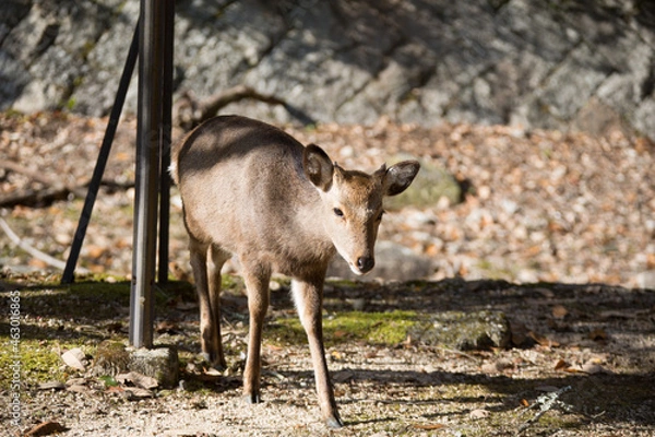 Obraz 美しい風景の中の動物たち