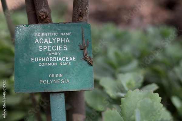 Obraz 美しい風景の中の動物たち