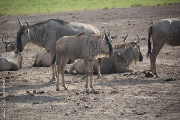 Obraz 美しい風景の中の動物たち