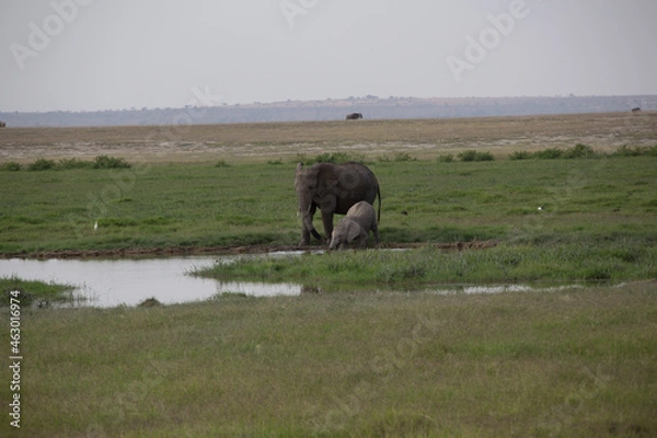 Obraz 美しい風景の中の動物たち